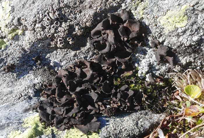 Licheni dal Passo Stelvio